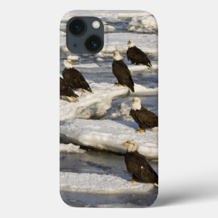 Weißkopfseeadler, Haliaeetus leucocephalus, Homer, iPhone 13 Hülle