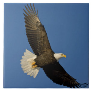 Weißkopfseeadler, Haliaeetus leucocephalus, Homer, Fliese