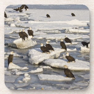 Weißkopfseeadler, Haliaeetus leucocephalus, Homer, Getränkeuntersetzer