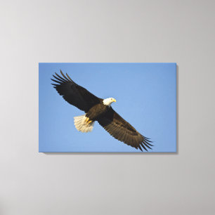 Weißkopfseeadler, Haliaeetus leucocephalus, Homer, Leinwanddruck