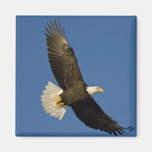 Weißkopfseeadler, Haliaeetus leucocephalus, Homer, Magnet