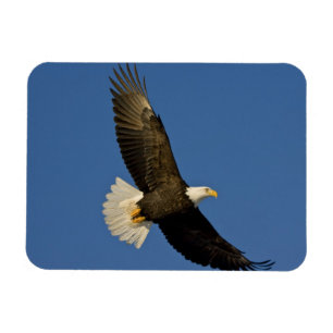 Weißkopfseeadler, Haliaeetus leucocephalus, Homer, Magnet