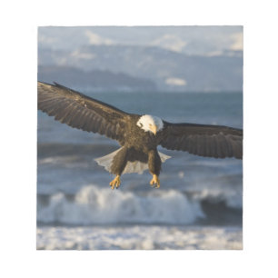 Weißkopfseeadler, Haliaeetus leucocephalus, Homer, Notizblock