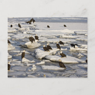 Weißkopfseeadler, Haliaeetus leucocephalus, Homer, Postkarte