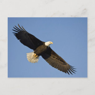 Weißkopfseeadler, Haliaeetus leucocephalus, Homer, Postkarte