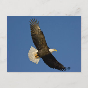 Weißkopfseeadler, Haliaeetus leucocephalus, Homer, Postkarte