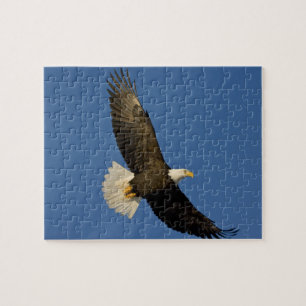 Weißkopfseeadler, Haliaeetus leucocephalus, Homer, Puzzle