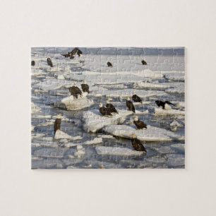 Weißkopfseeadler, Haliaeetus leucocephalus, Homer, Puzzle