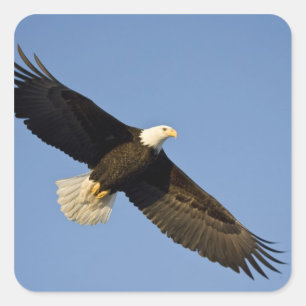 Weißkopfseeadler, Haliaeetus leucocephalus, Homer, Quadratischer Aufkleber