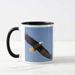 Weißkopfseeadler, Haliaeetus leucocephalus, Homer, Tasse