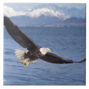 Weißkopfseeadler, Haliaeetus leucocephalus, im Flu Fliese