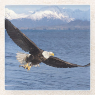 Weißkopfseeadler, Haliaeetus leucocephalus, im Flu Glasuntersetzer