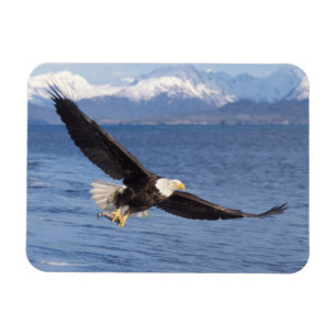 Weißkopfseeadler, Haliaeetus leucocephalus, im Flu Magnet