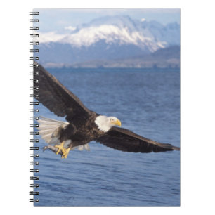 Weißkopfseeadler, Haliaeetus leucocephalus, im Flu Notizblock