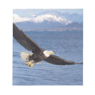 Weißkopfseeadler, Haliaeetus leucocephalus, im Flu Notizblock