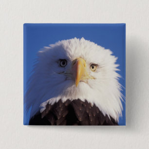 Weißkopfseeadler, Haliaeetus leucocephalus, Kopfau Button