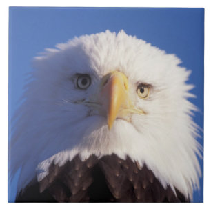 Weißkopfseeadler, Haliaeetus leucocephalus, Kopfau Fliese