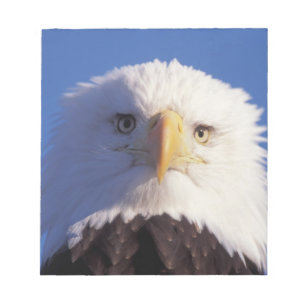 Weißkopfseeadler, Haliaeetus leucocephalus, Kopfau Notizblock