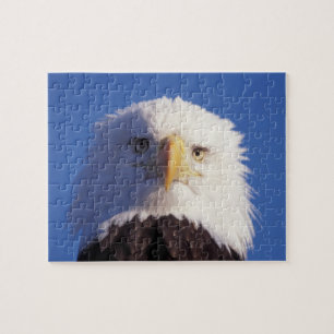 Weißkopfseeadler, Haliaeetus leucocephalus, Kopfau Puzzle