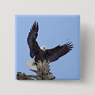 Weißkopfseeadler (Haliaeetus leucocephalus) mit Fl Button