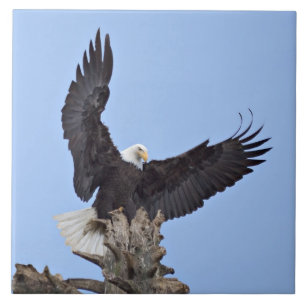 Weißkopfseeadler (Haliaeetus leucocephalus) mit Fl Fliese