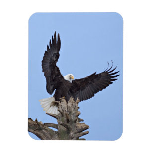 Weißkopfseeadler (Haliaeetus leucocephalus) mit Fl Magnet