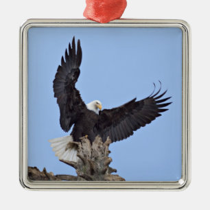Weißkopfseeadler (Haliaeetus leucocephalus) mit Fl Ornament Aus Metall
