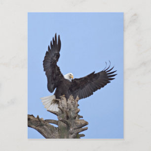 Weißkopfseeadler (Haliaeetus leucocephalus) mit Fl Postkarte