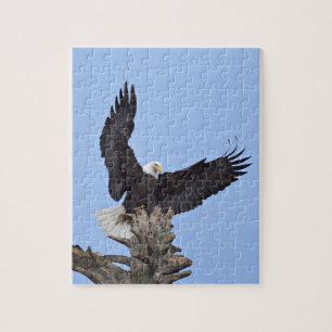 Weißkopfseeadler (Haliaeetus leucocephalus) mit Fl Puzzle
