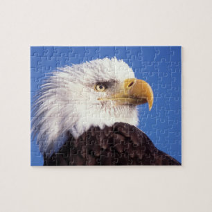 Weißkopfseeadler, Haliaeetus leucocephalus, Nahauf Puzzle