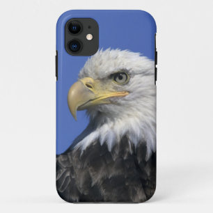 Weißkopfseeadler, (Haliaeetus leucocephalus), wild Case-Mate iPhone Hülle