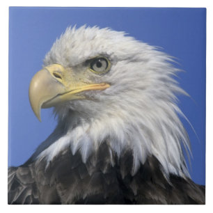 Weißkopfseeadler, (Haliaeetus leucocephalus), wild Fliese