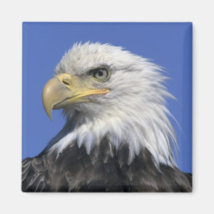 Weißkopfseeadler, (Haliaeetus leucocephalus), wild Magnet