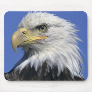 Weißkopfseeadler, (Haliaeetus leucocephalus), wild Mousepad