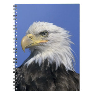 Weißkopfseeadler, (Haliaeetus leucocephalus), wild Notizblock