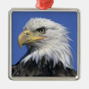 Weißkopfseeadler, (Haliaeetus leucocephalus), wild Ornament Aus Metall