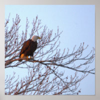 Weißkopfseeadler im Baum Poster