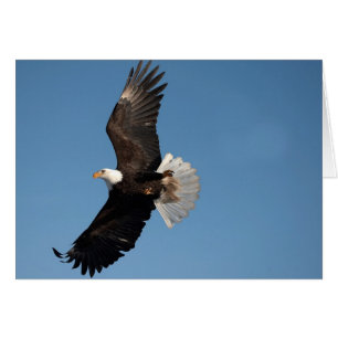 Weißkopfseeadler im Flug