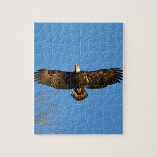 Weißkopfseeadler im Flug1 Puzzle