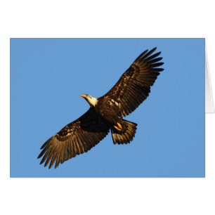 Weißkopfseeadler im Flug 2