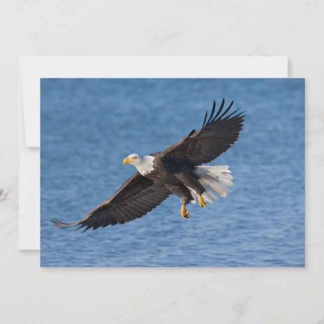 Weißkopfseeadler im Flug Dankeskarte (Vorderseite)