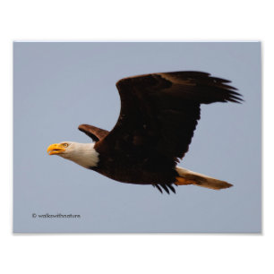 Weißkopfseeadler im Flug Fotodruck