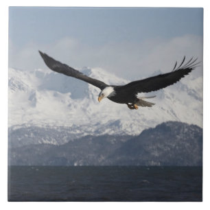 Weißkopfseeadler im Flug, Haliaeetus leucocephalus Fliese