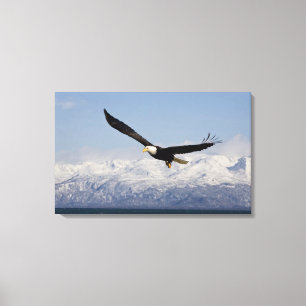 Weißkopfseeadler im Flug, Haliaeetus leucocephalus Leinwanddruck