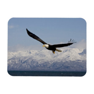 Weißkopfseeadler im Flug, Haliaeetus leucocephalus Magnet