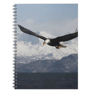 Weißkopfseeadler im Flug, Haliaeetus leucocephalus Notizblock
