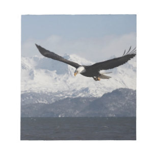 Weißkopfseeadler im Flug, Haliaeetus leucocephalus Notizblock
