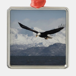Weißkopfseeadler im Flug, Haliaeetus leucocephalus Ornament Aus Metall