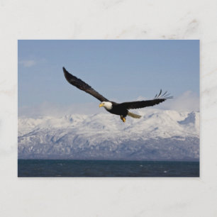 Weißkopfseeadler im Flug, Haliaeetus leucocephalus Postkarte