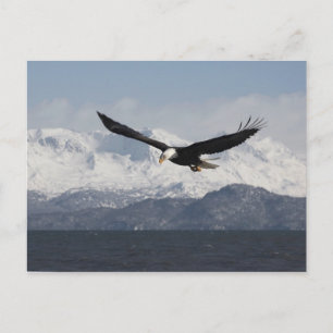 Weißkopfseeadler im Flug, Haliaeetus leucocephalus Postkarte